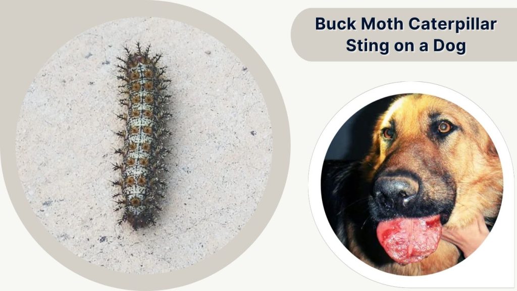 Buck Moth Caterpillar Sting on a Dog