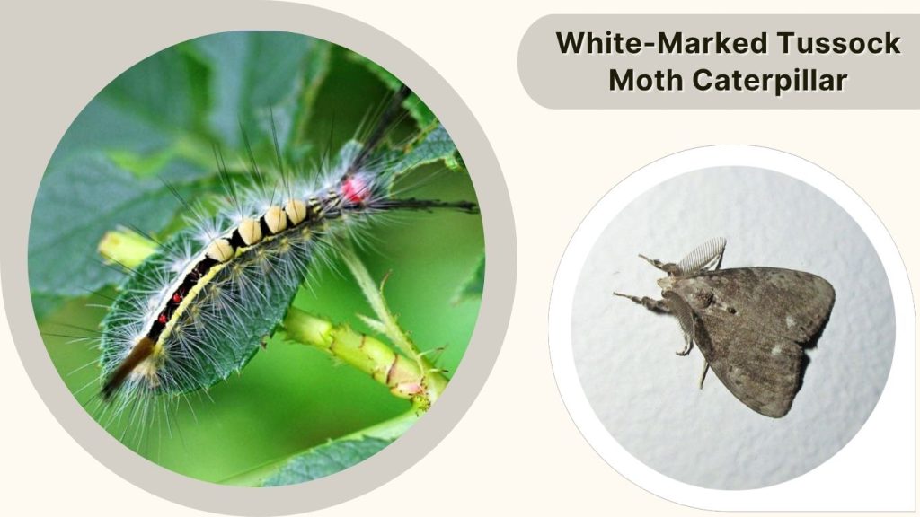 White-Marked Tussock Moth Caterpillar