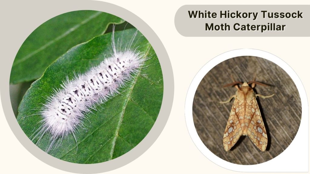 White Hickory Tussock Moth Caterpillar