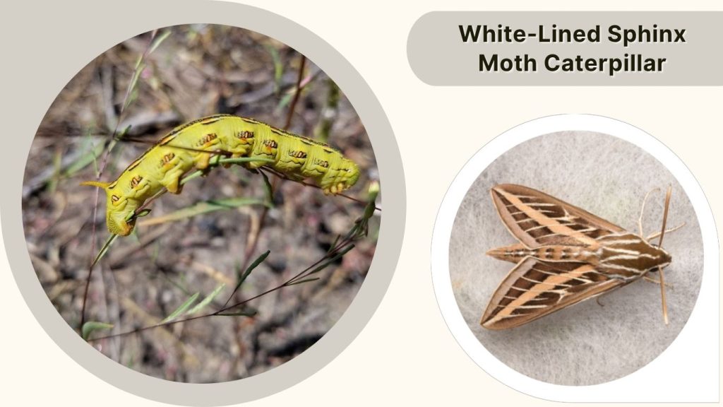White-Lined Sphinx Moth Caterpillar