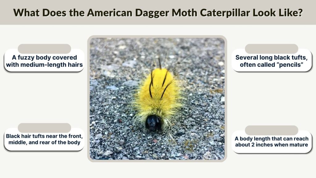 What Does the American Dagger Moth Caterpillar Look Like?