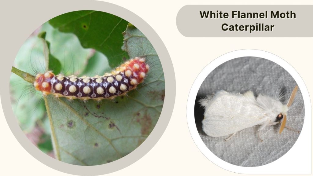 White Flannel Moth Caterpillar