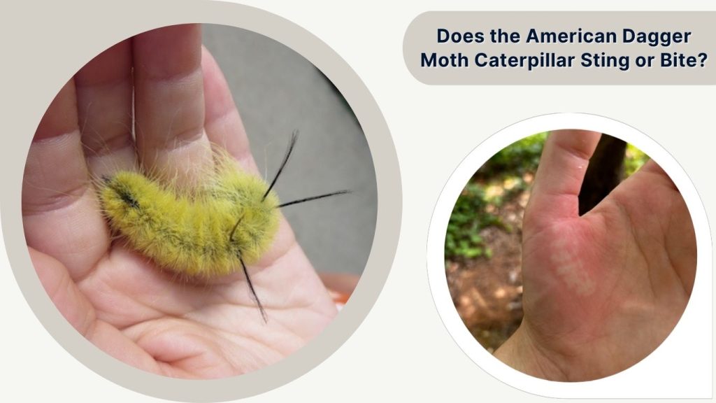 Does the American Dagger Moth Caterpillar Sting or Bite?