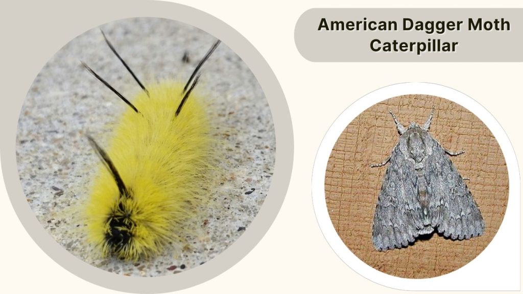 American Dagger Moth Caterpillar
