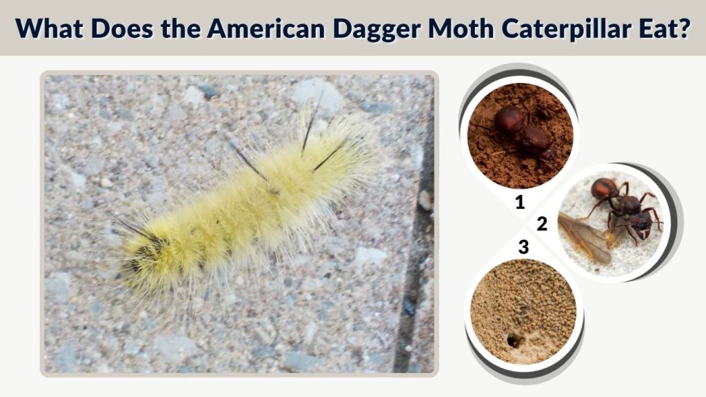 What Does the American Dagger Moth Caterpillar Eat?