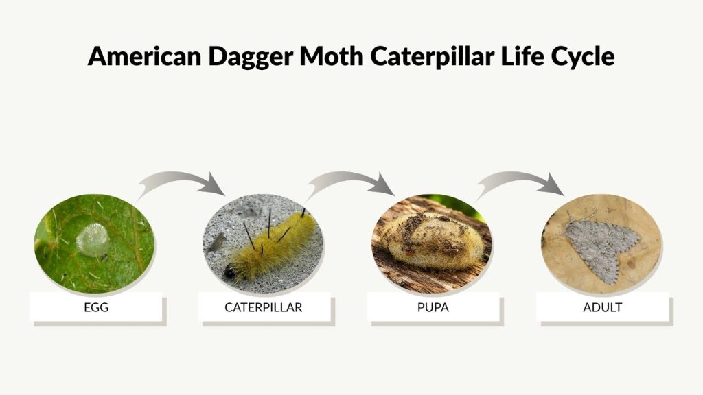 American Dagger Moth Caterpillar Life Cycle