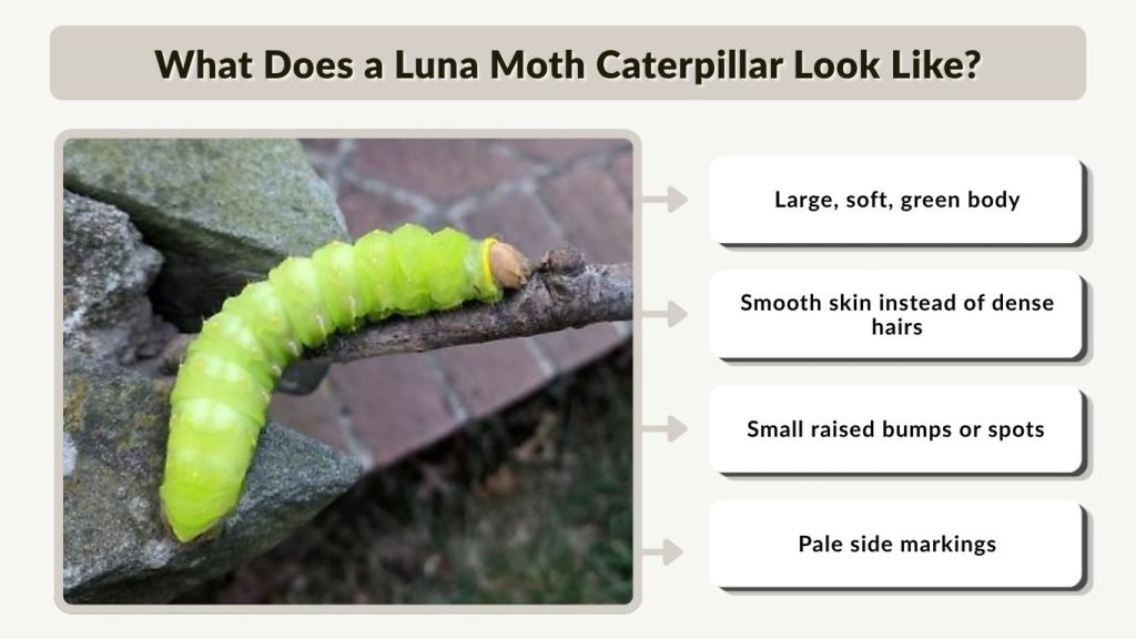 What Does a Luna Moth Caterpillar Look Like?