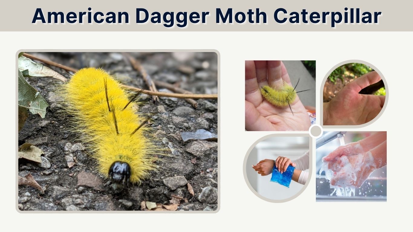 American Dagger Moth Caterpillar: Sting, Symptoms and Treatment