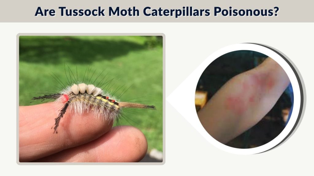 Are Tussock Moth Caterpillars Poisonous?