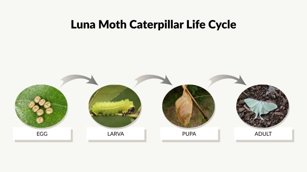 Luna Moth Caterpillar Life Cycle