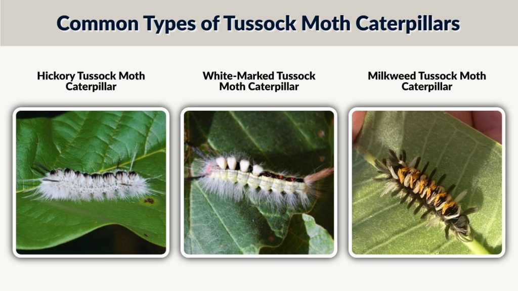 Common Types of Tussock Moth Caterpillars