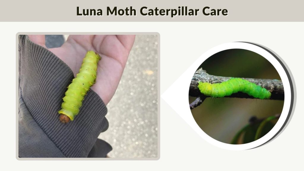 Luna Moth Caterpillar Care