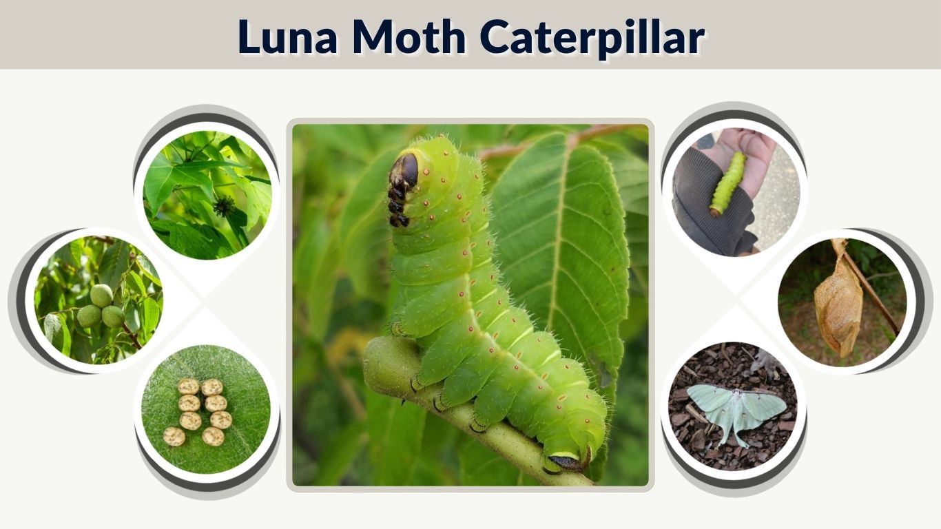 Luna Moth Caterpillar: Food, Stages, Care, and Safety