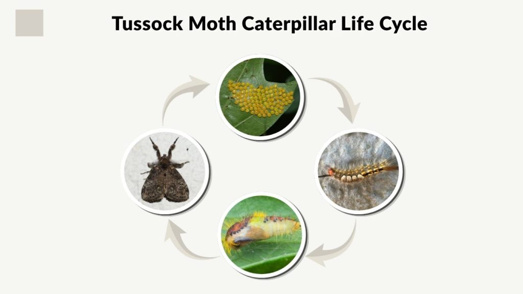 Tussock Moth Caterpillar Life Cycle