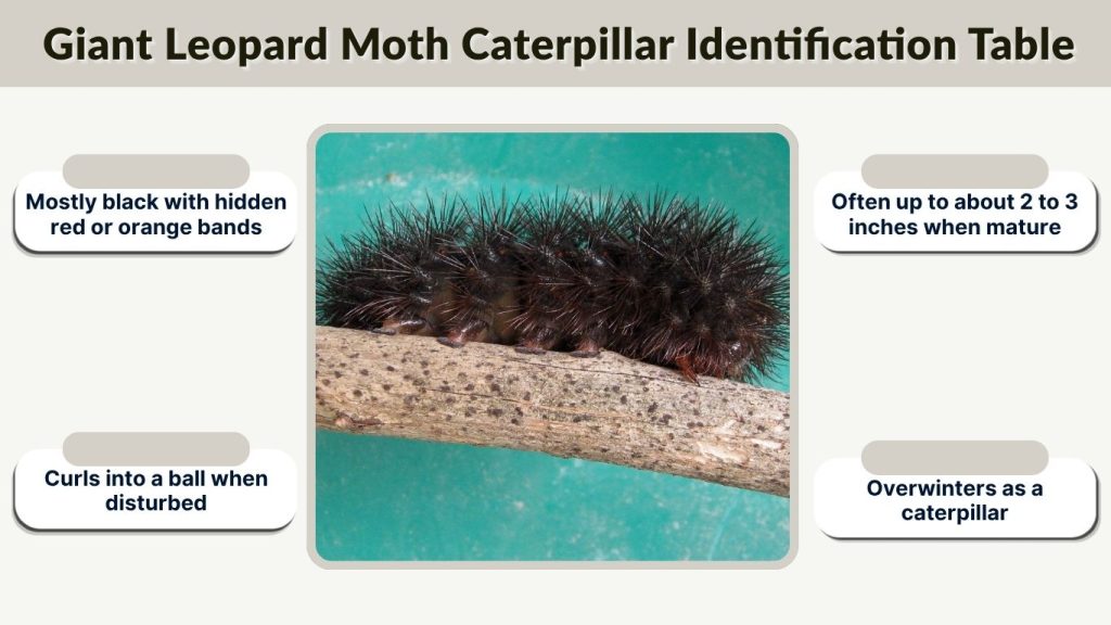 Giant Leopard Moth Caterpillar Identification Table
