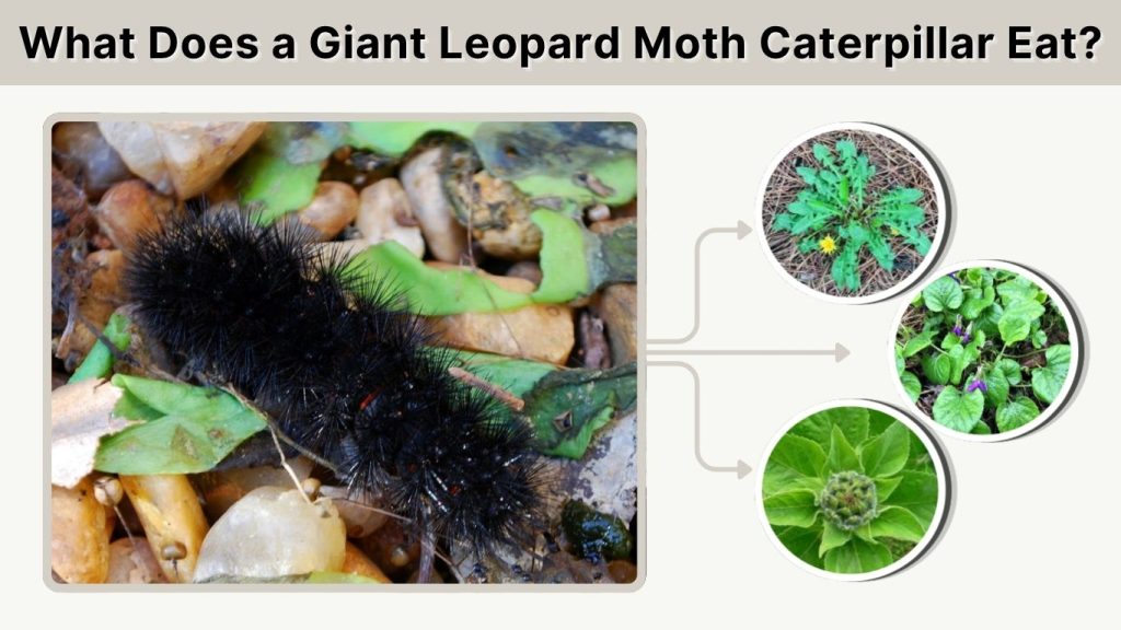 What Does a Giant Leopard Moth Caterpillar Eat?
