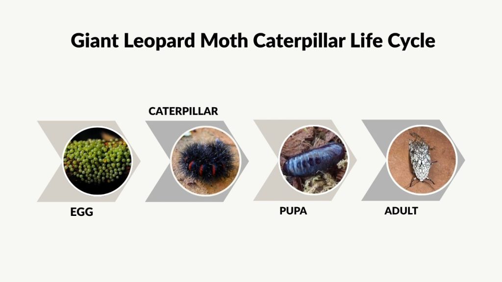Giant Leopard Moth Caterpillar Life Cycle