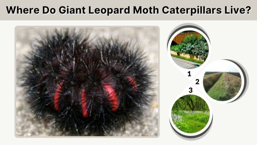 Where Do Giant Leopard Moth Caterpillars Live?