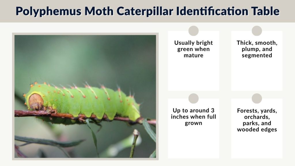 Polyphemus Moth Caterpillar Identification Table