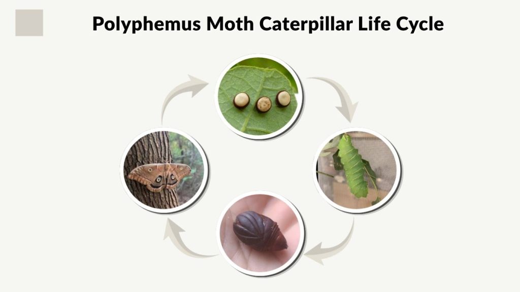 Polyphemus Moth Caterpillar Life Cycle