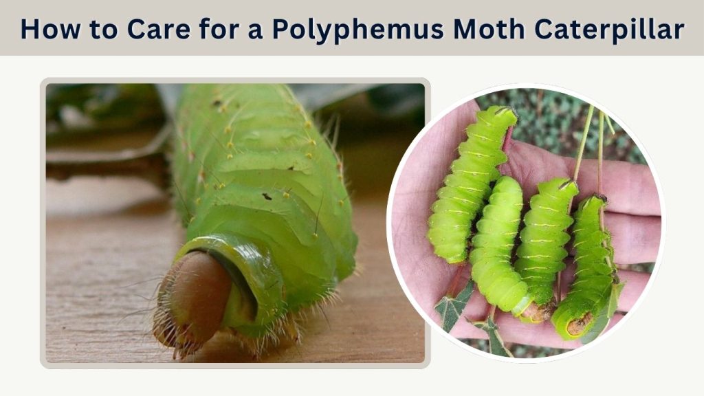 How to Care for a Polyphemus Moth Caterpillar