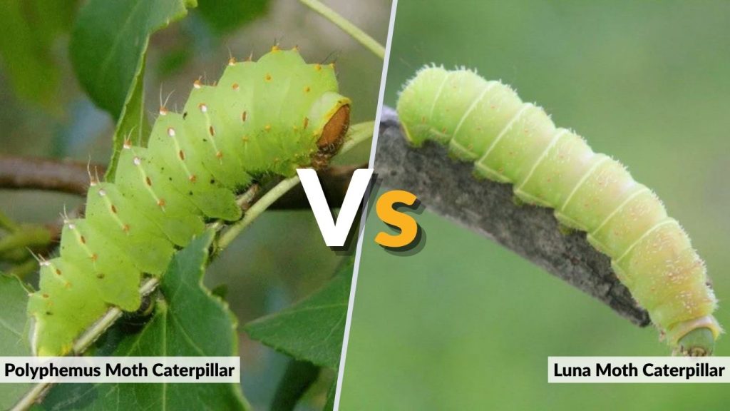 Polyphemus Moth Caterpillar vs Luna Moth Caterpillar