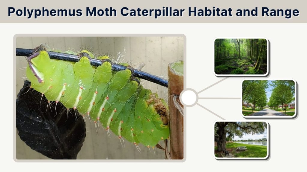 Polyphemus Moth Caterpillar Habitat and Range