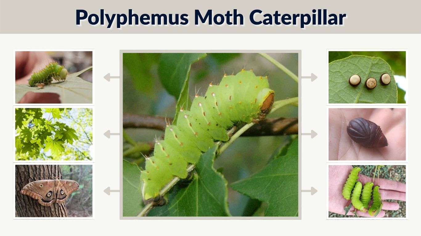 Polyphemus Moth Caterpillar: Food, Care & Life Cycle