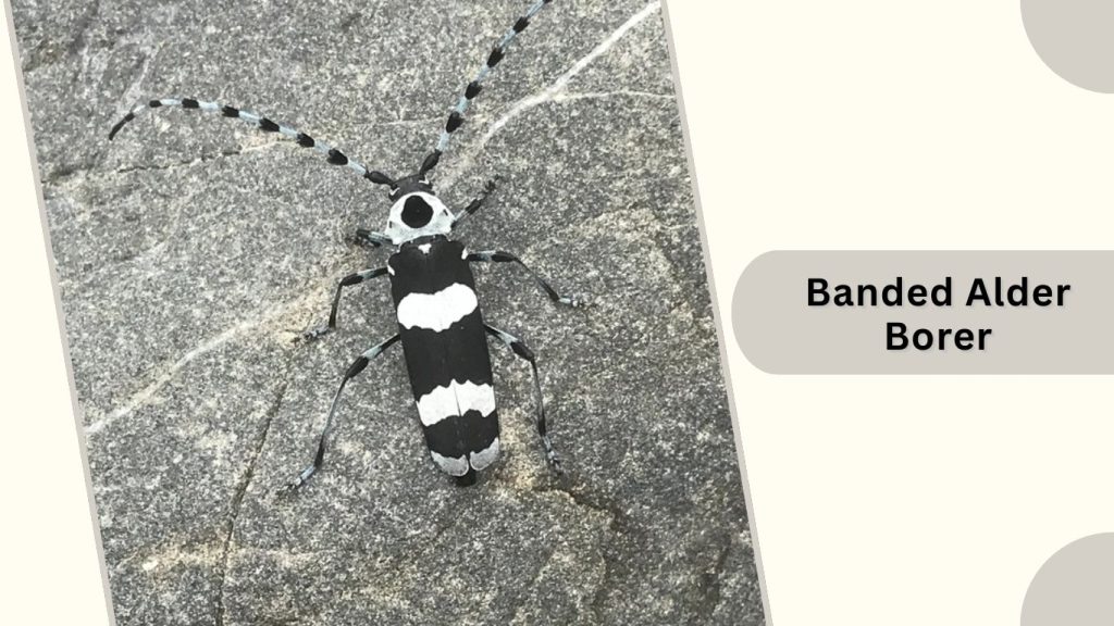 Banded Alder Borer