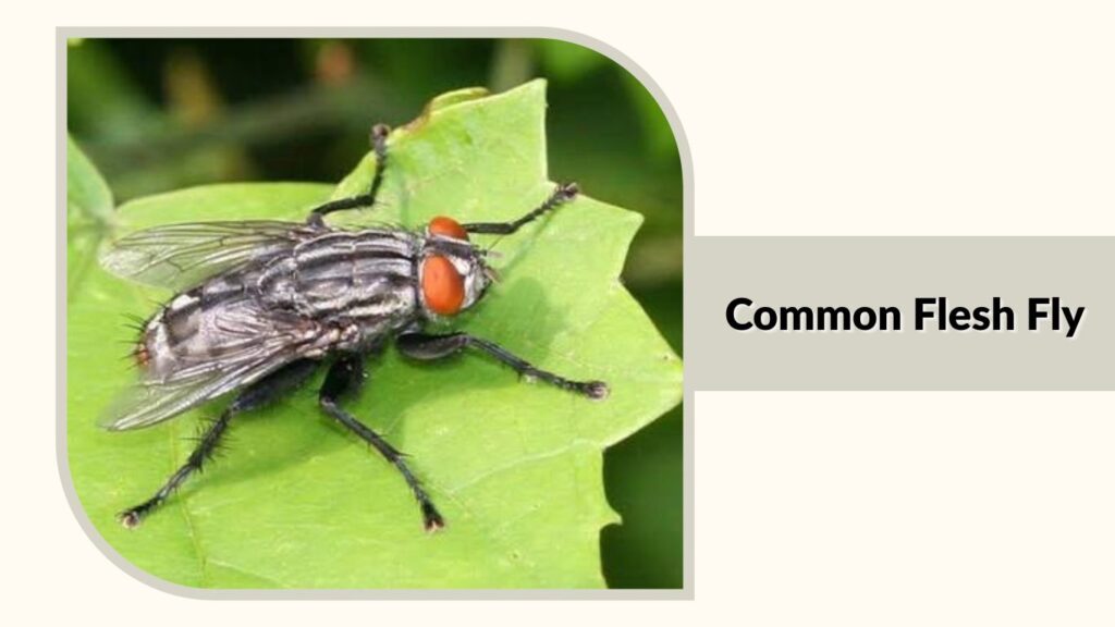Common Flesh Fly