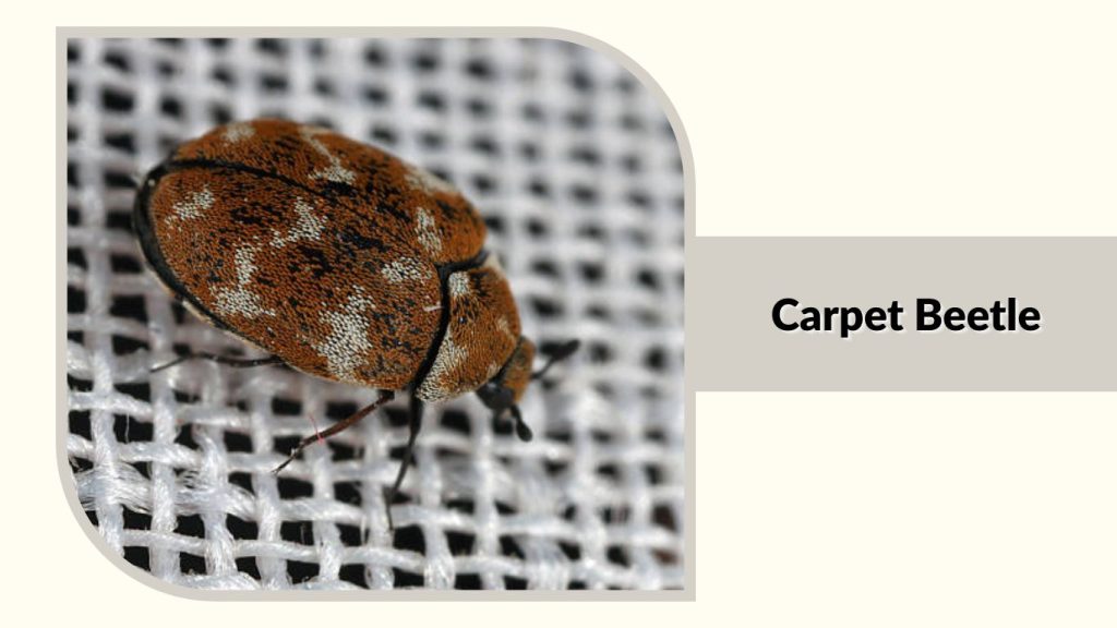 Carpet Beetle