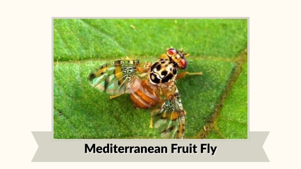 Mediterranean Fruit Fly