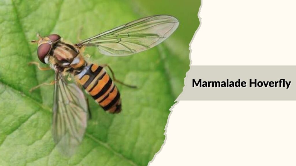 Marmalade Hoverfly