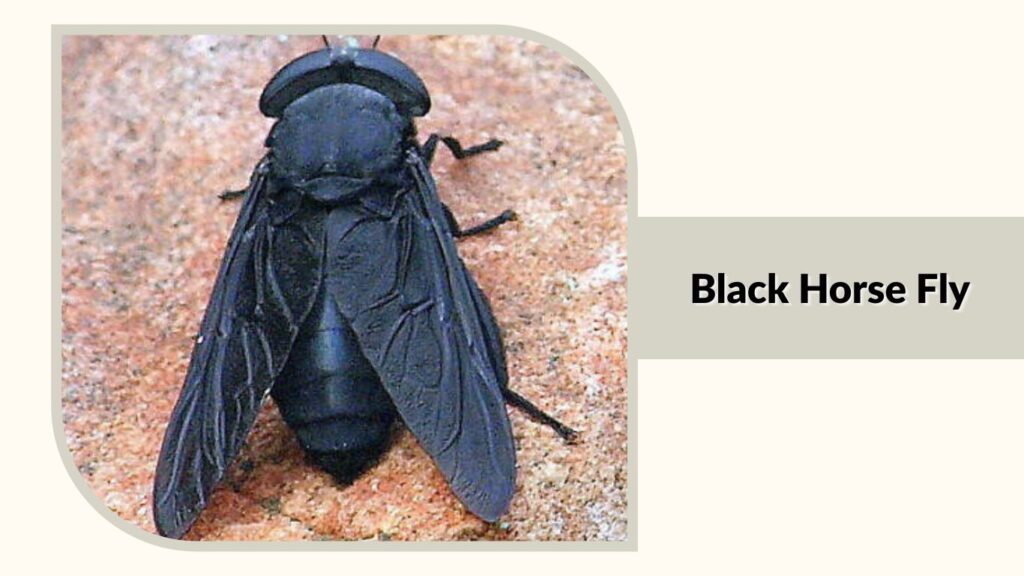 Black Horse Fly
