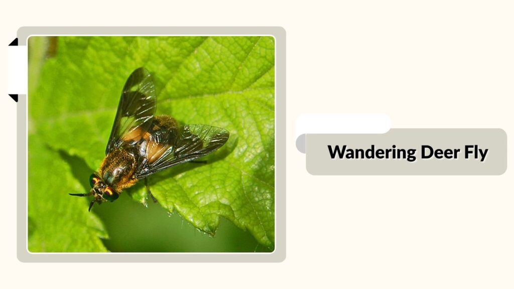 Wandering Deer Fly 