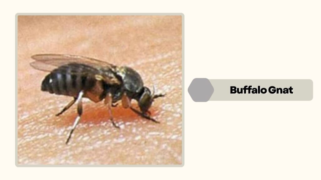 Buffalo Gnat