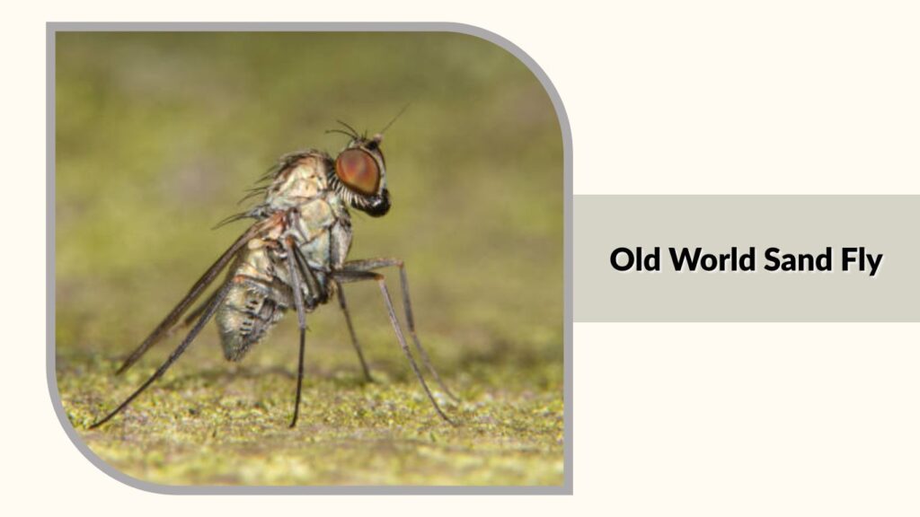 Old World Sand Fly