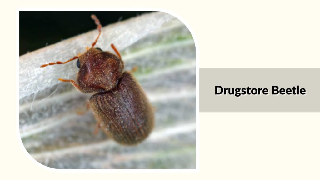  Drugstore Beetle