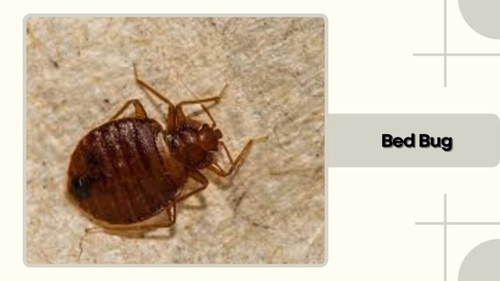 Bed Bug