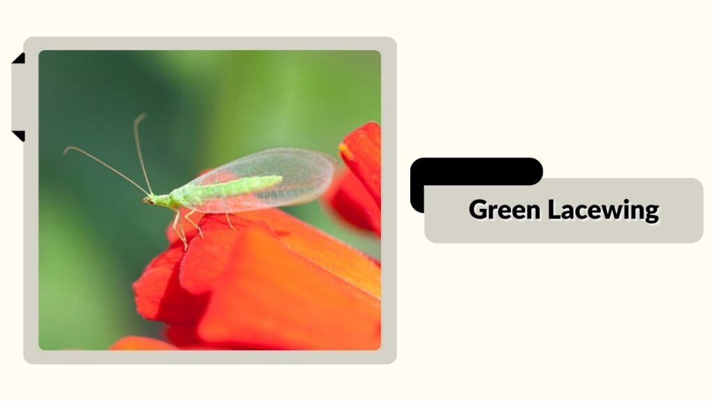  Green Lacewing
