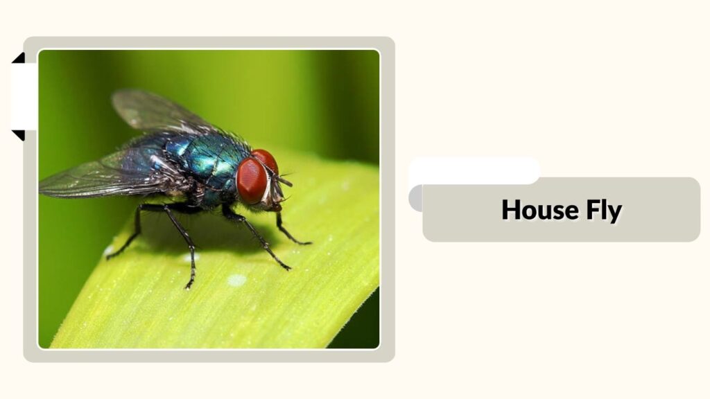 House Fly