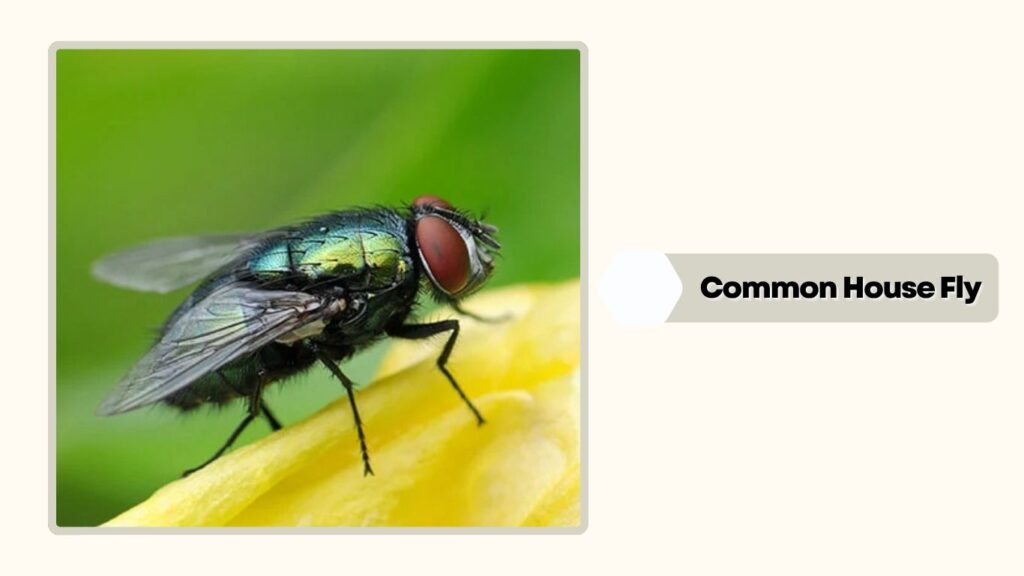 Common House Fly