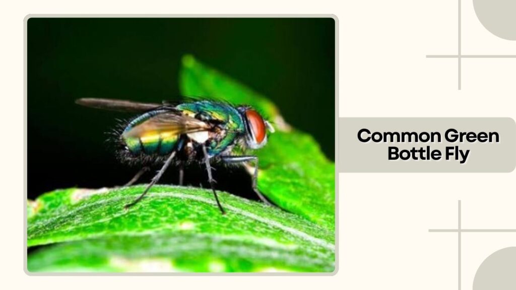 Common Green Bottle Fly