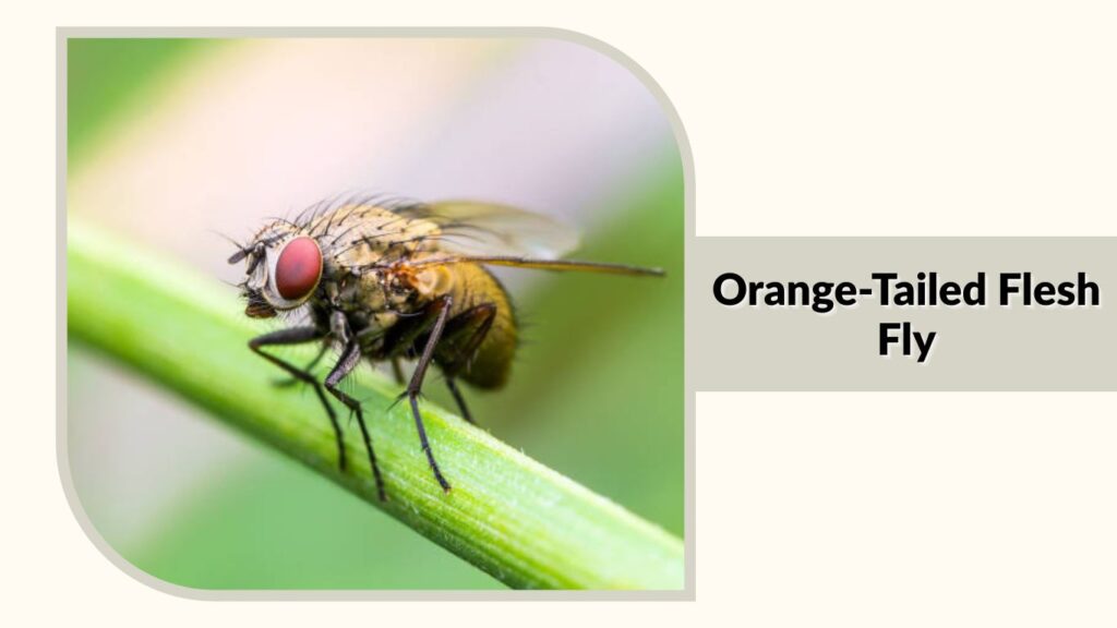 Orange-Tailed Flesh Fly