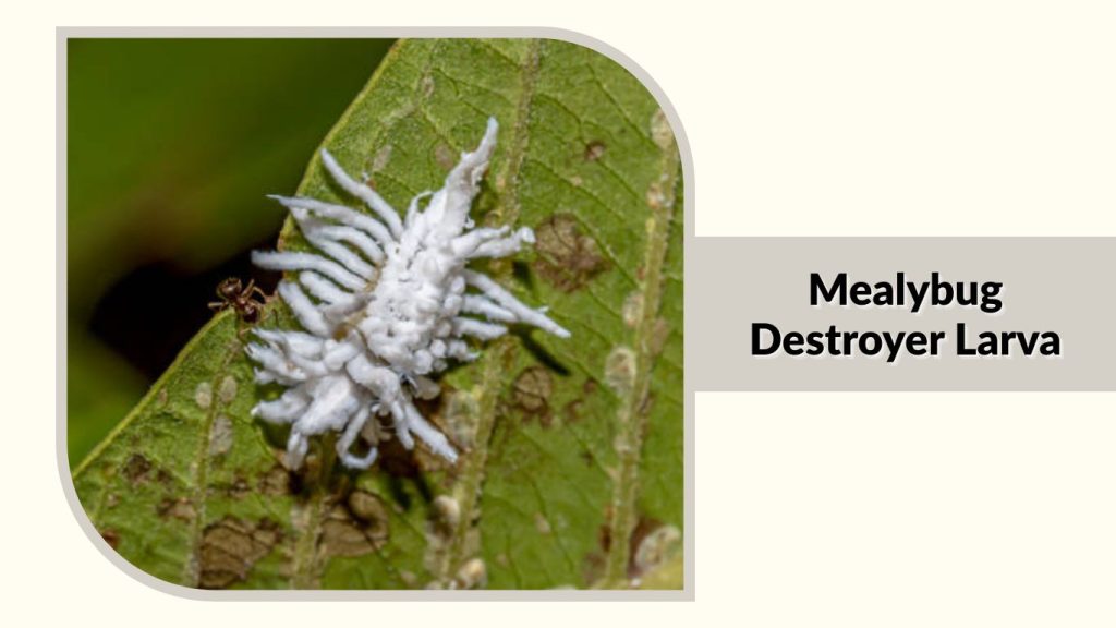 Mealybug Destroyer Larva