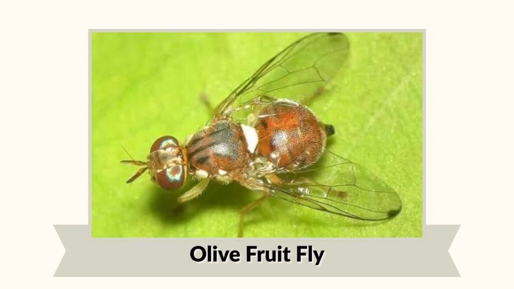 Olive Fruit Fly