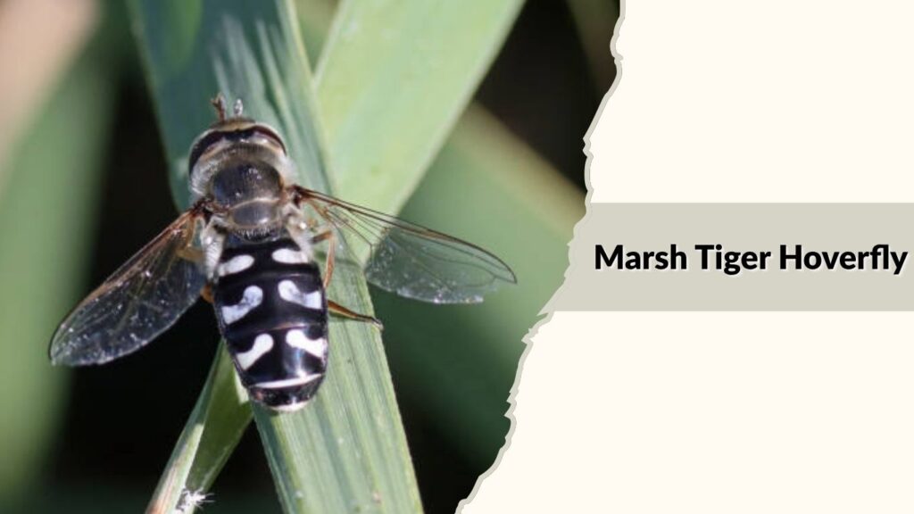 . Marsh Tiger Hoverfly 