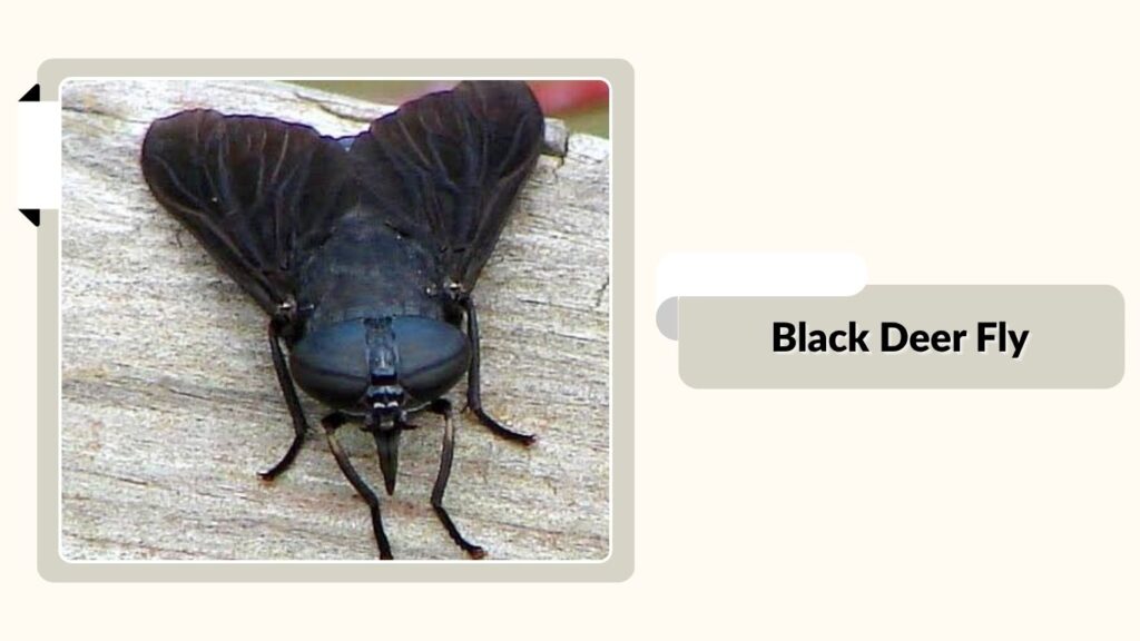  Black Deer Fly