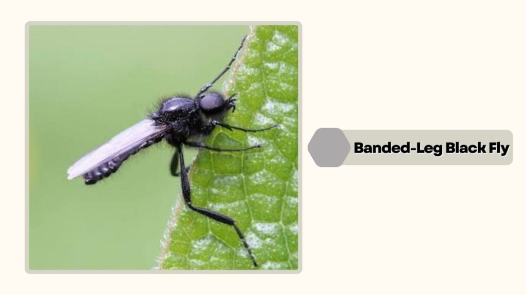  Banded-Leg Black Fly