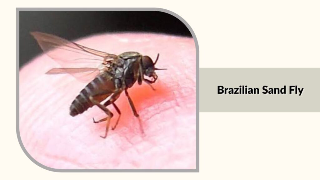 Brazilian Sand Fly